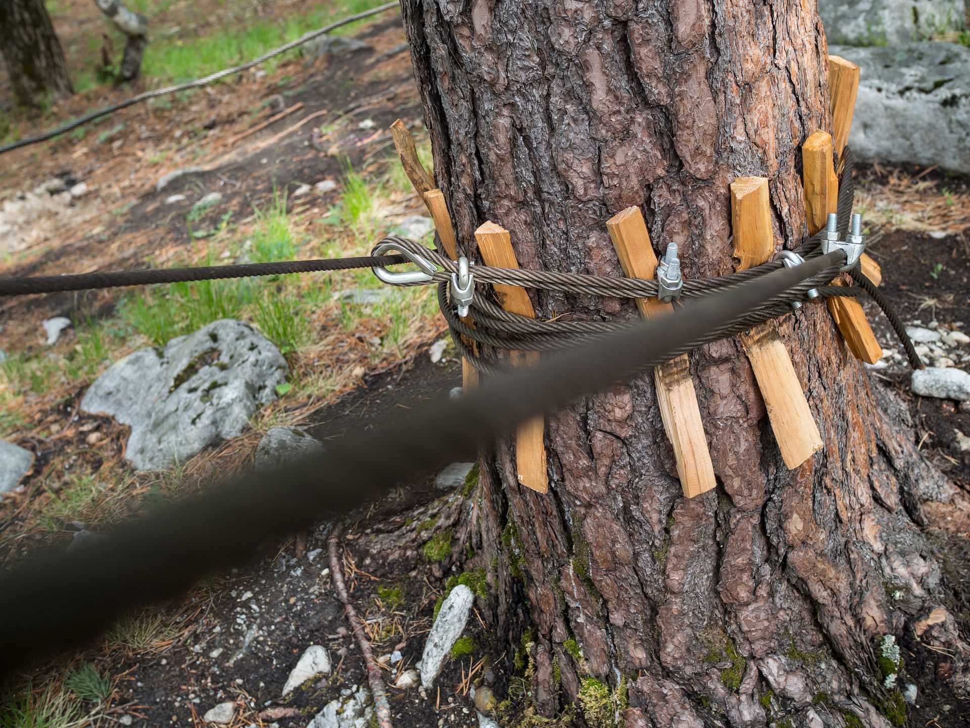 A tree with a rope attached to it in the woods.