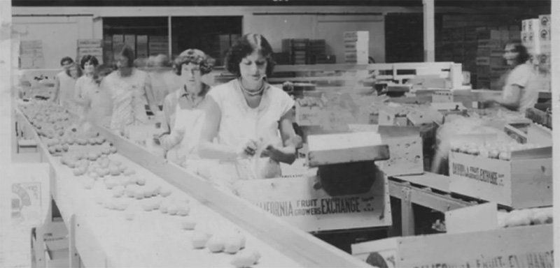 women in 1900s working in factory to box oranges