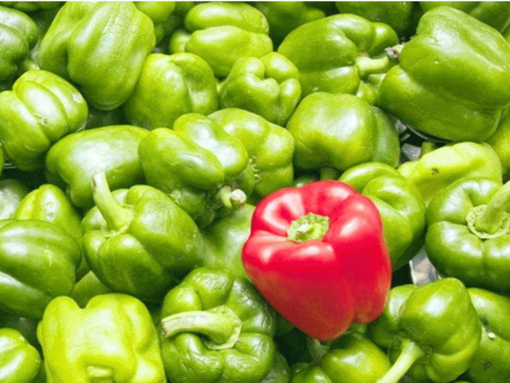 A red pepper is sitting in the middle of a pile of green peppers.