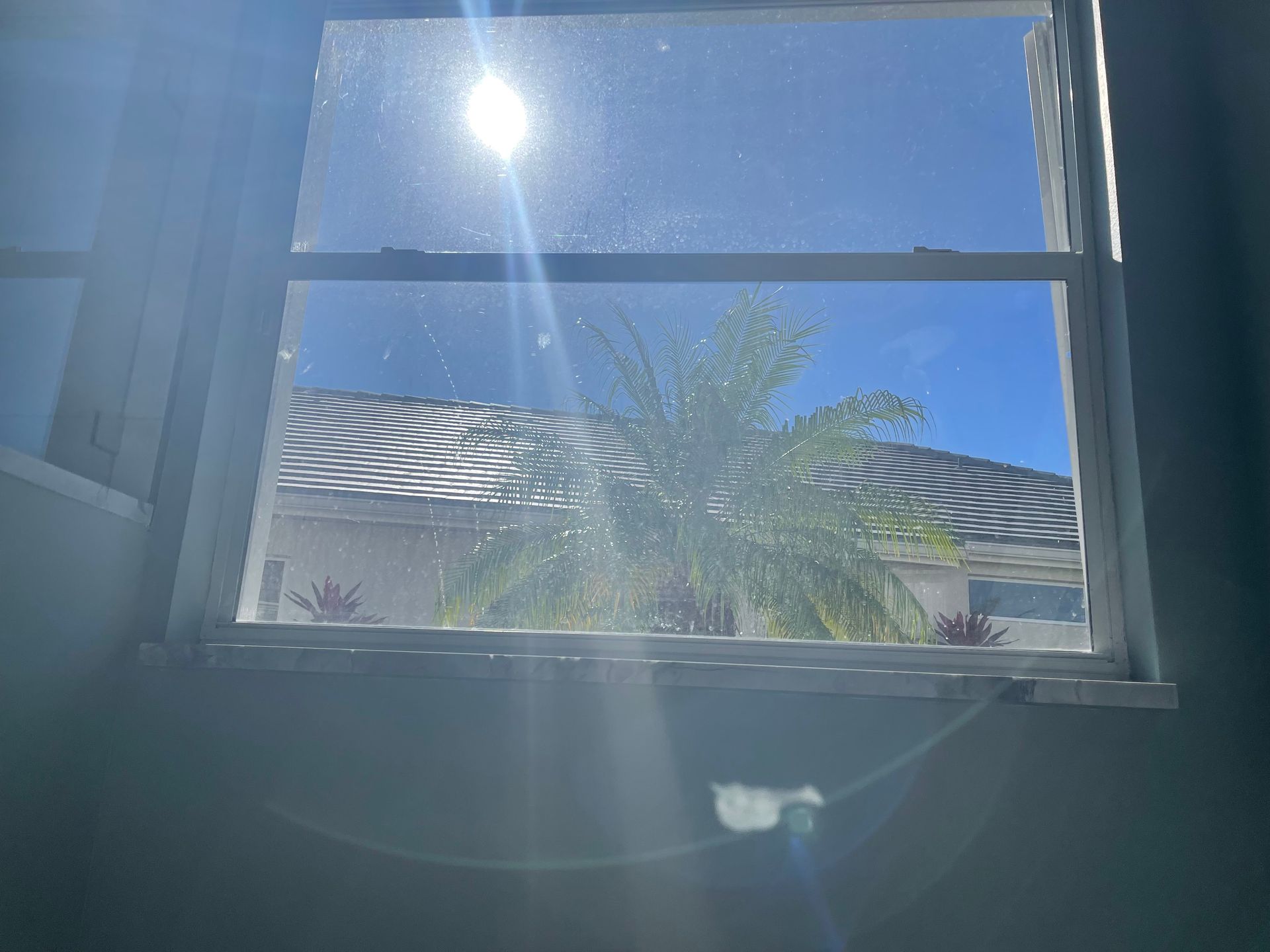 The sun is shining through a window with a palm tree in the background.