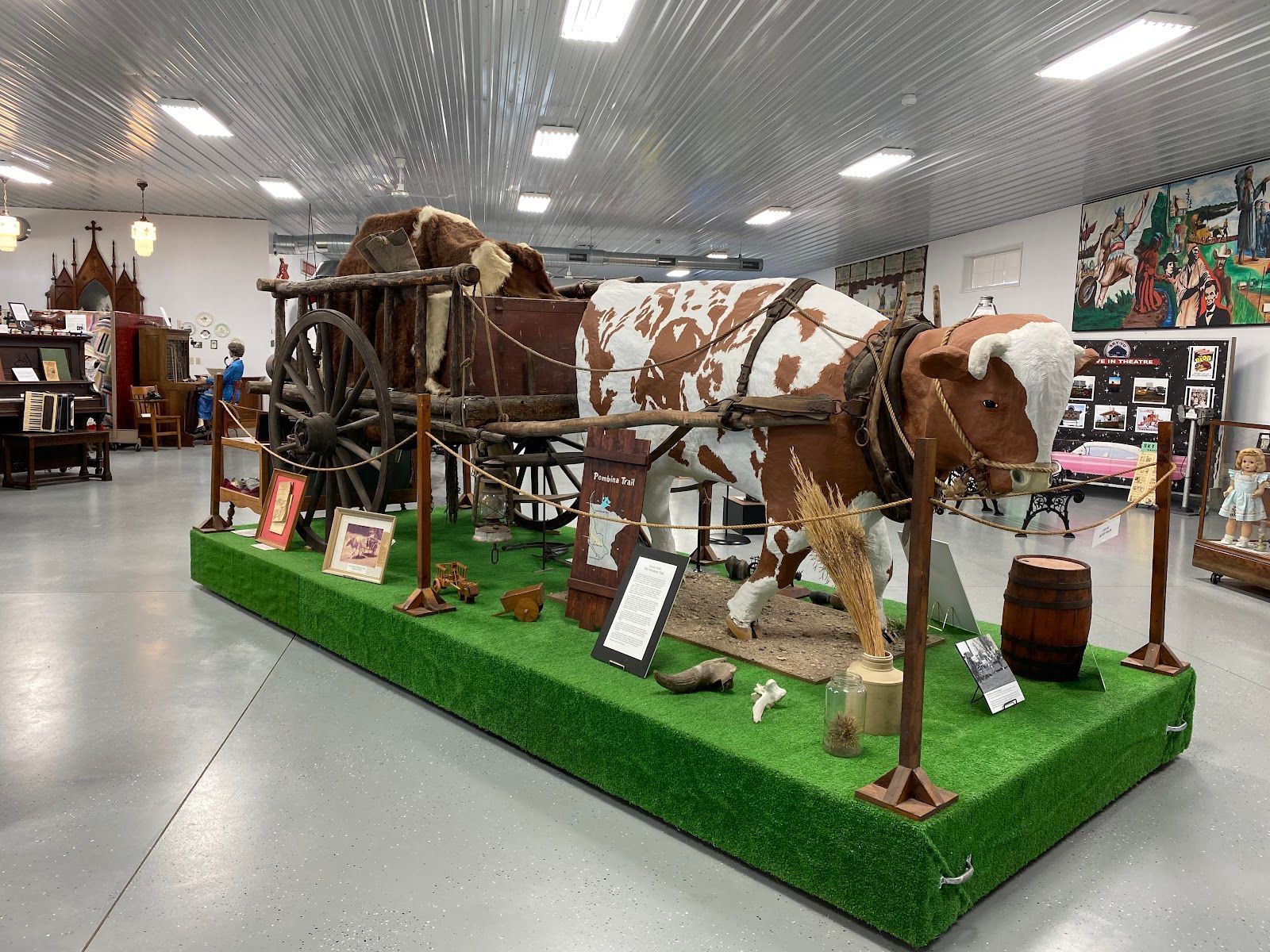 Oxen pulling a wooden wagon on a display. The oxen are brown and white. The setting is a museum.
