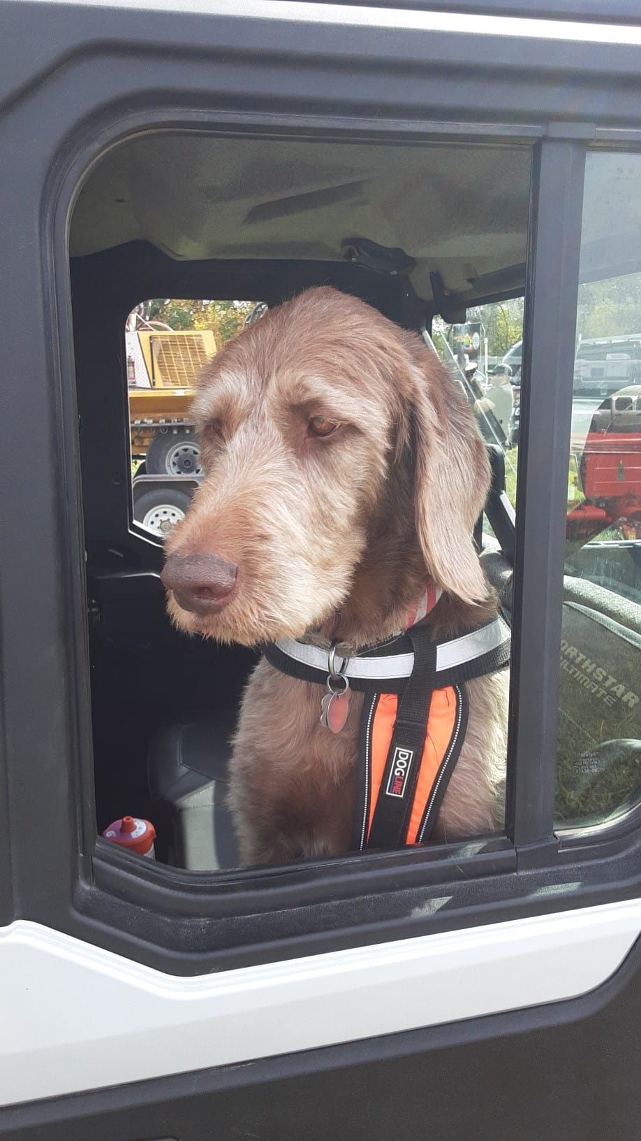 Dog in an off-road vehicle. Brown and gray dog wearing an orange harness, looking out the window.