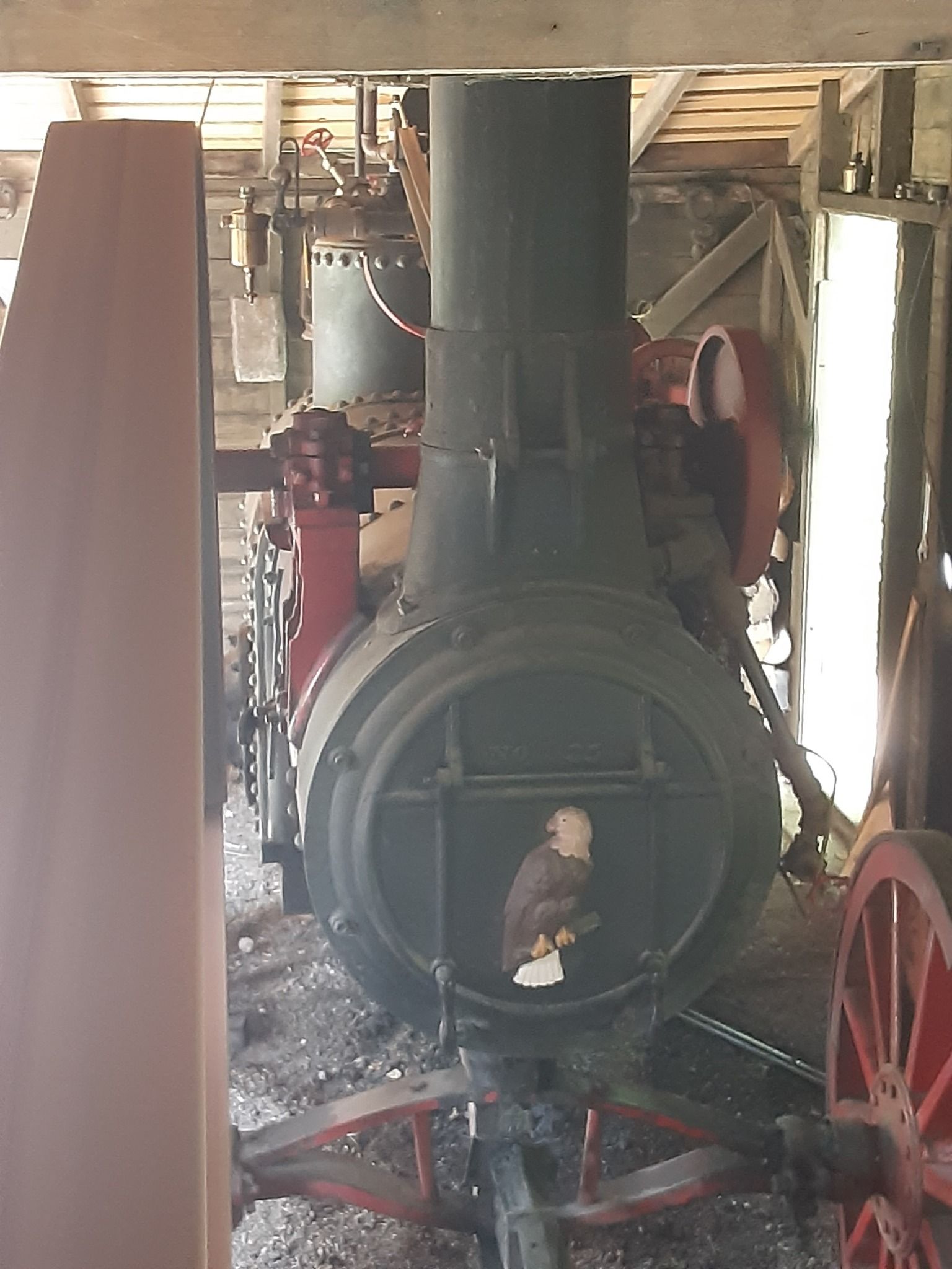 Bald eagle perched inside a large, black steam engine's front. Red wheels and machinery visible in a wooden structure.