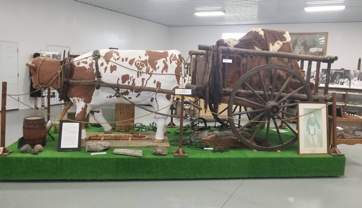 Oxen pulling a wooden wagon on display in a museum.