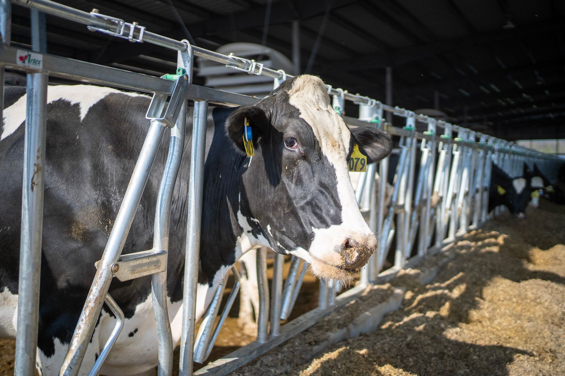 image-of-cow-in-freestalls