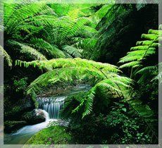 relaxing scene showing waterfall