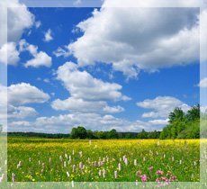 sunlit meadow