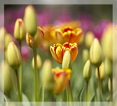 photo of flowers