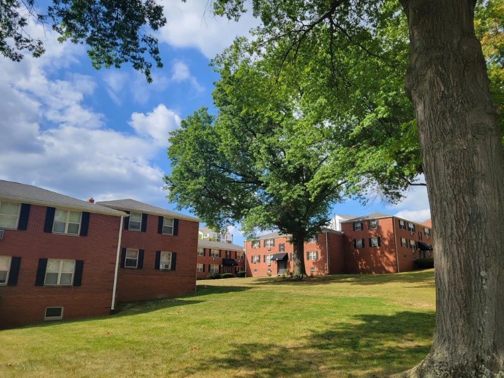 A large tree is in front of a row of brick buildings.