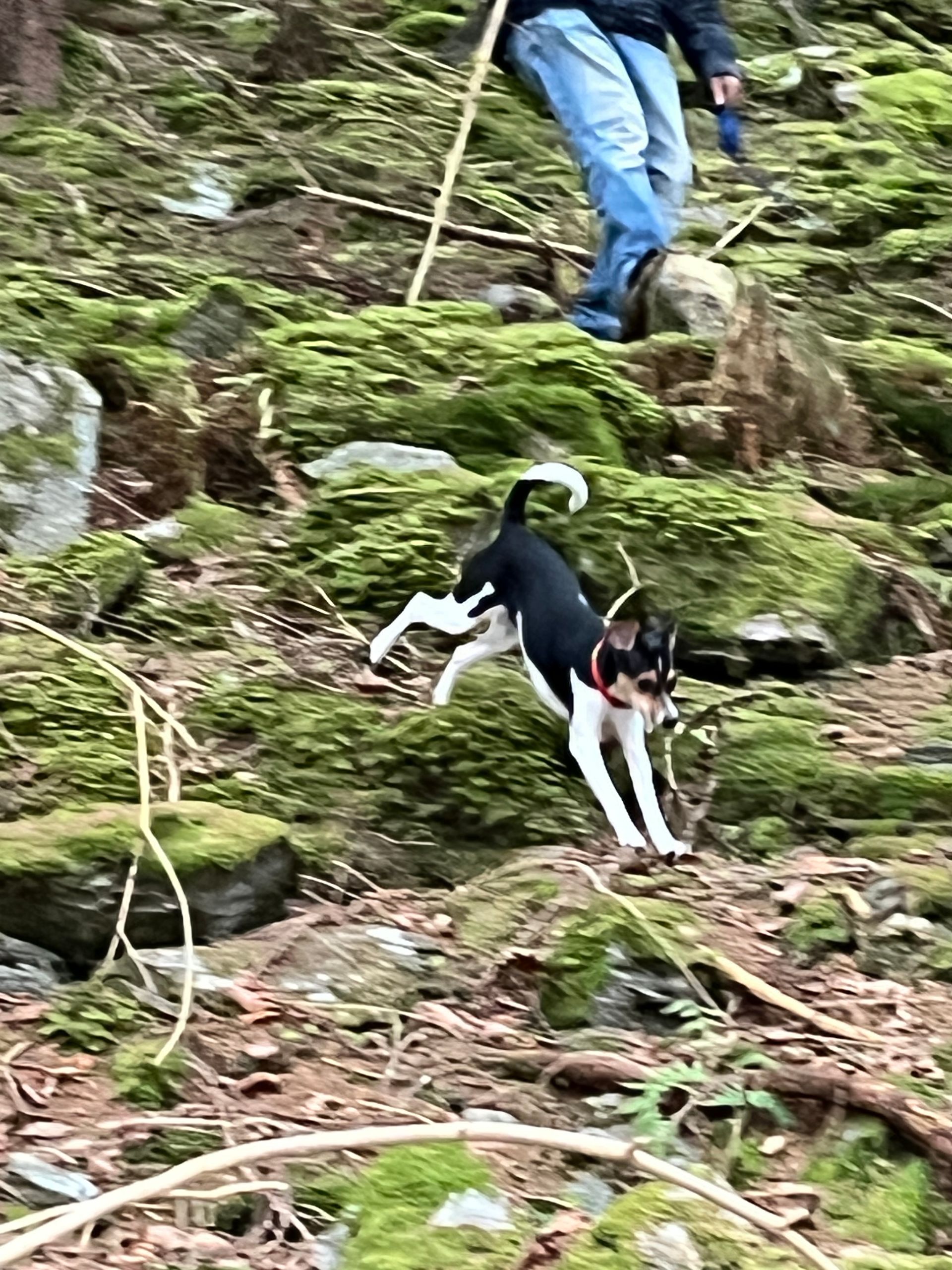 Een zwart-witte hond springt over rotsen in het bos.