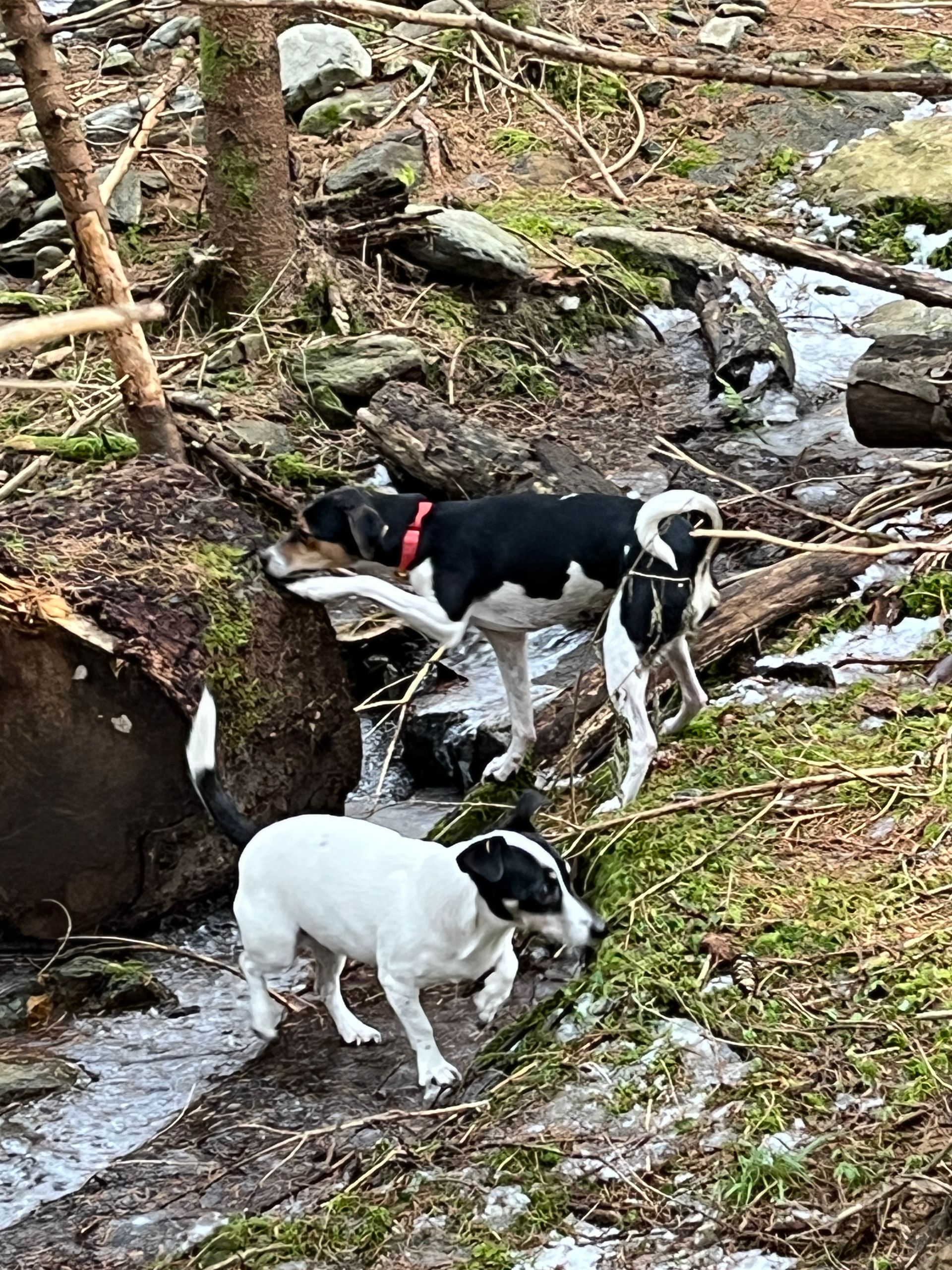 Twee honden spelen in een beek in het bos.