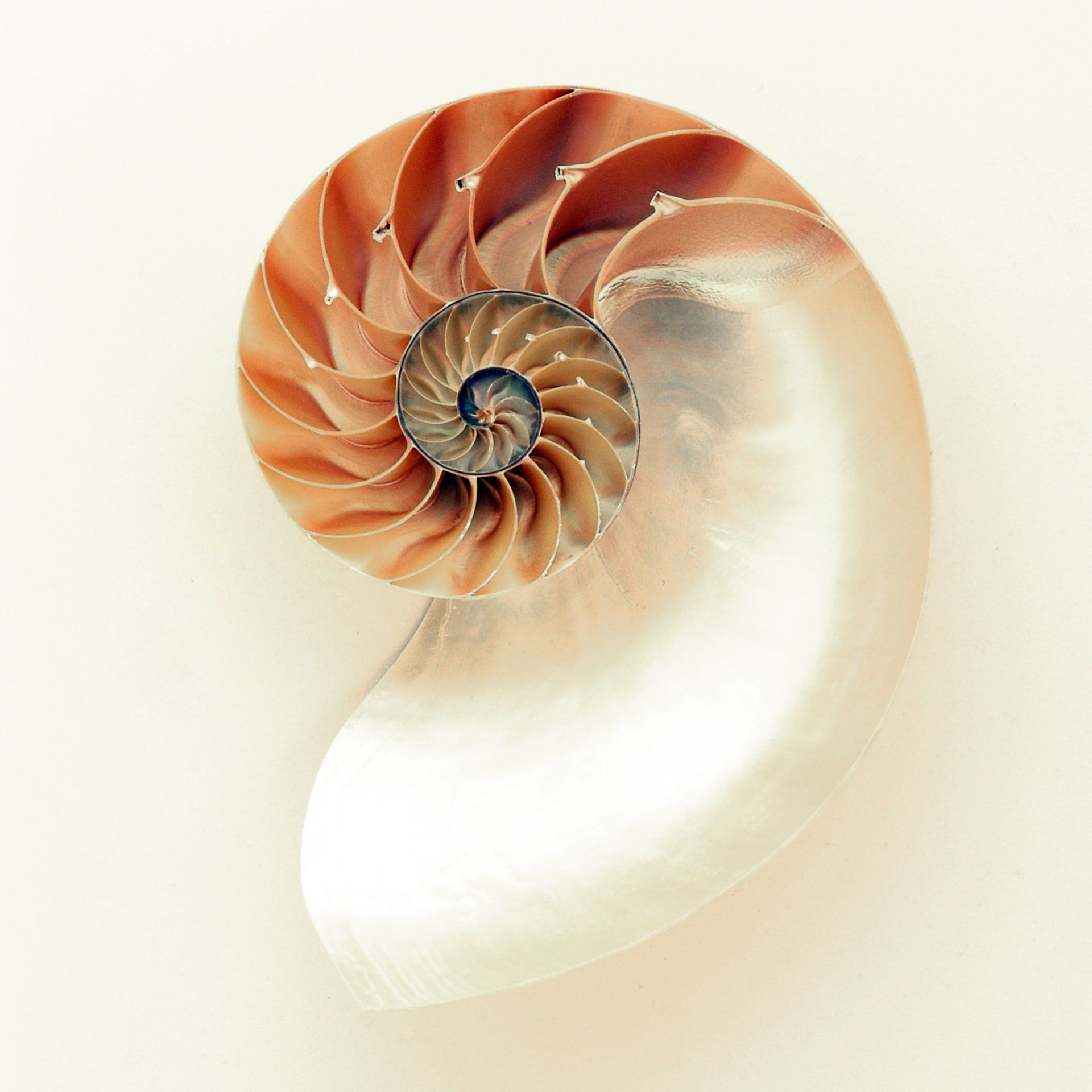 Een close up van een spiraalvormige schelp op een witte achtergrond