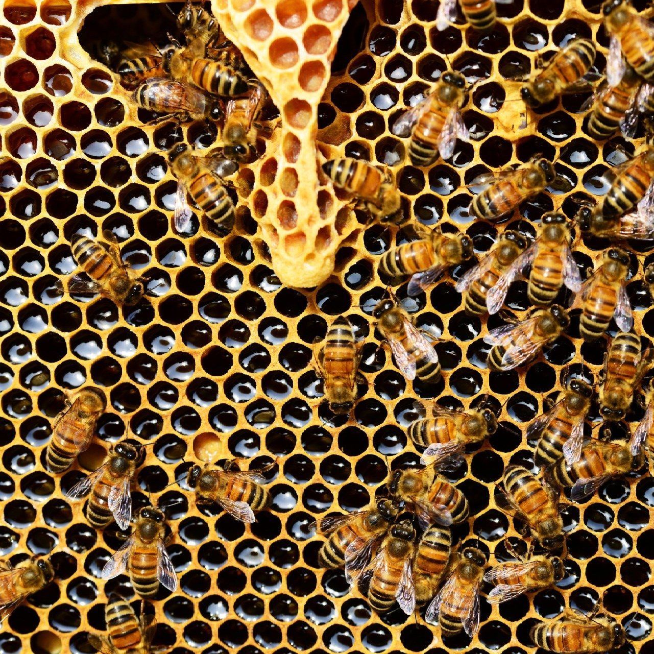 Een close-up van een honingraat met bijen erop