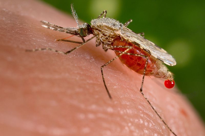 O que causa alergia à picada de mosquito?