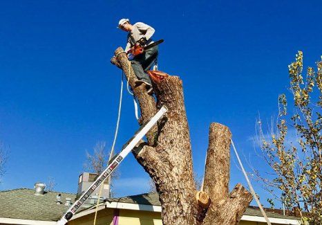 Man Cutting Branches of the Tree — Sacramento, CA — Kingdom Tree Services