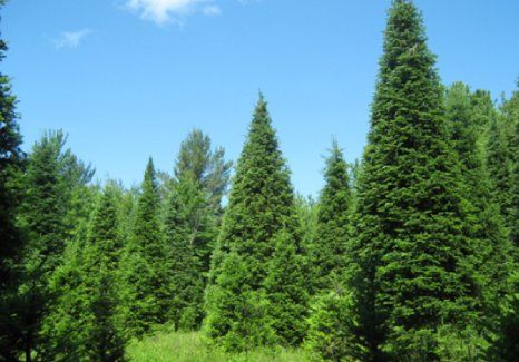 Big Trees — Sacramento, CA — Kingdom Tree Services