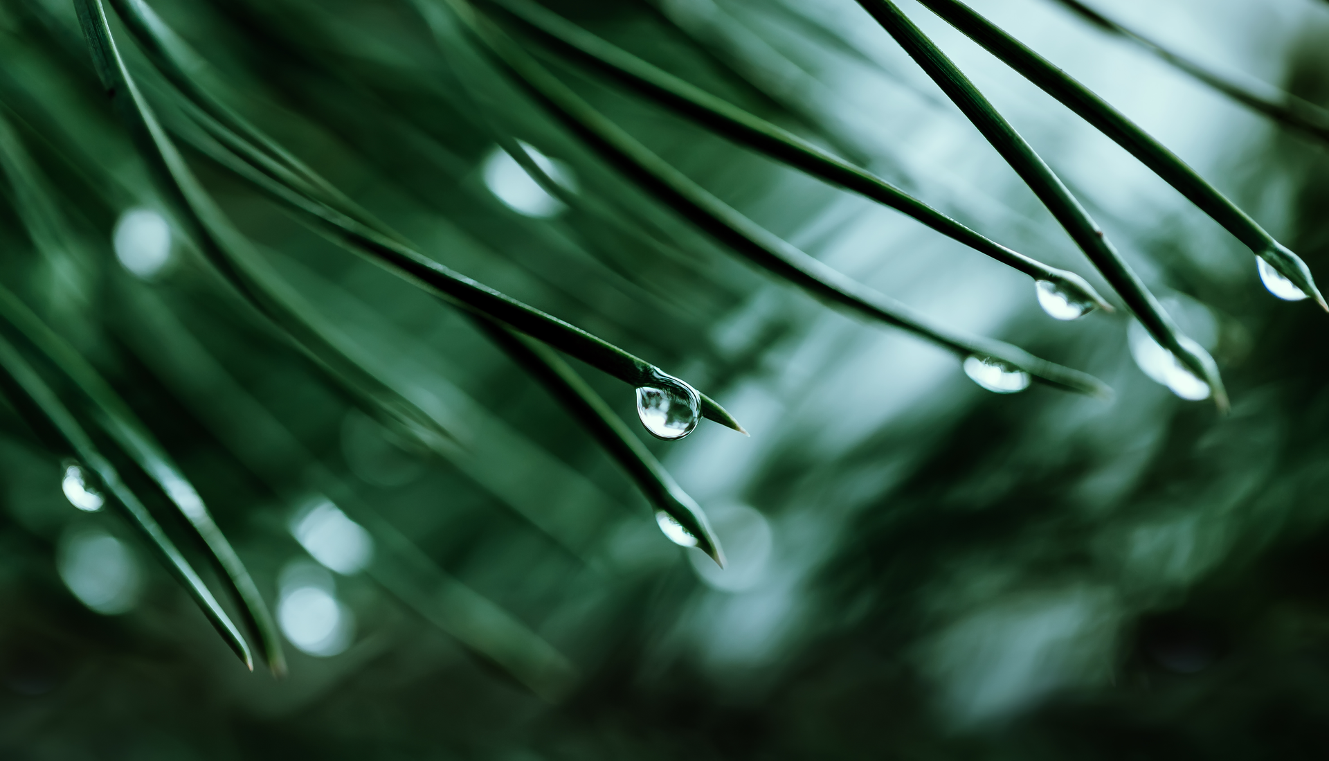 A close up of a plant with water drops on it