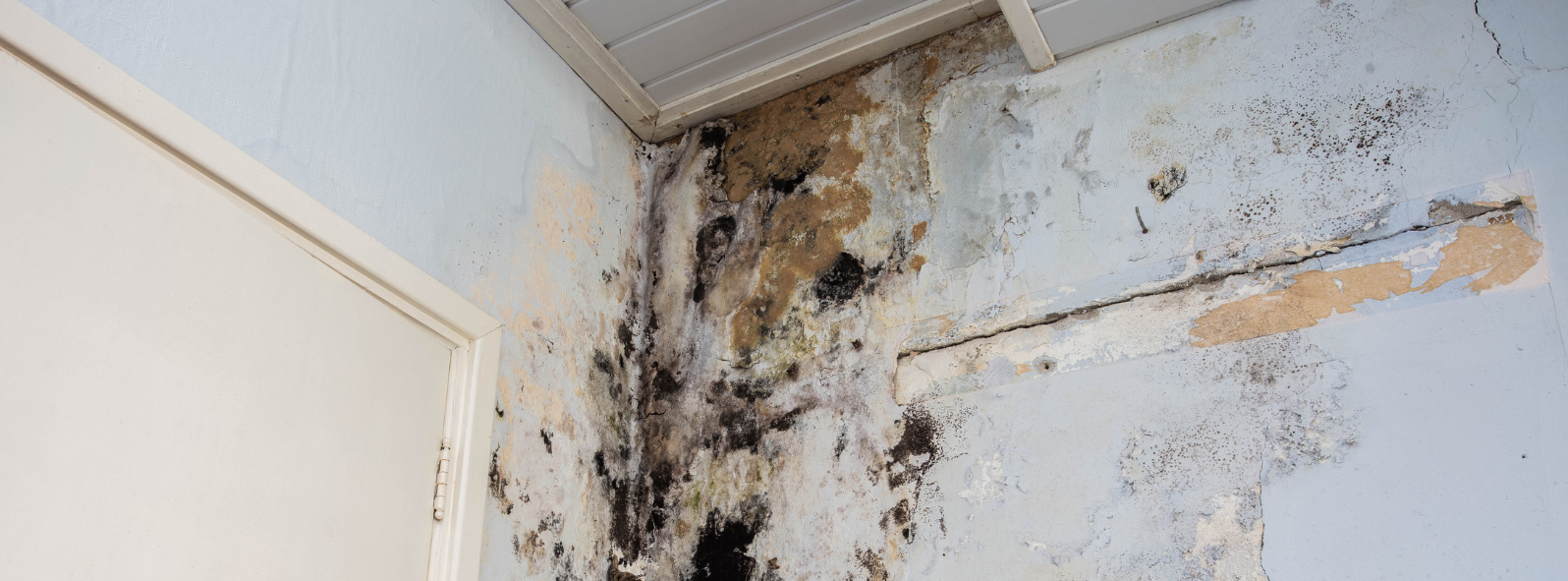 A corner of a wall with black mold growing on it.