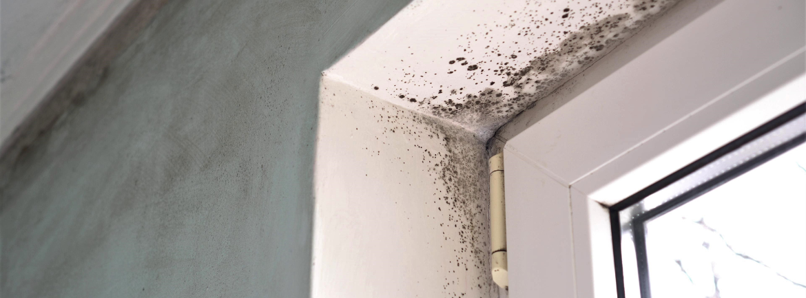 A close up of a window frame with black mold growing on it.