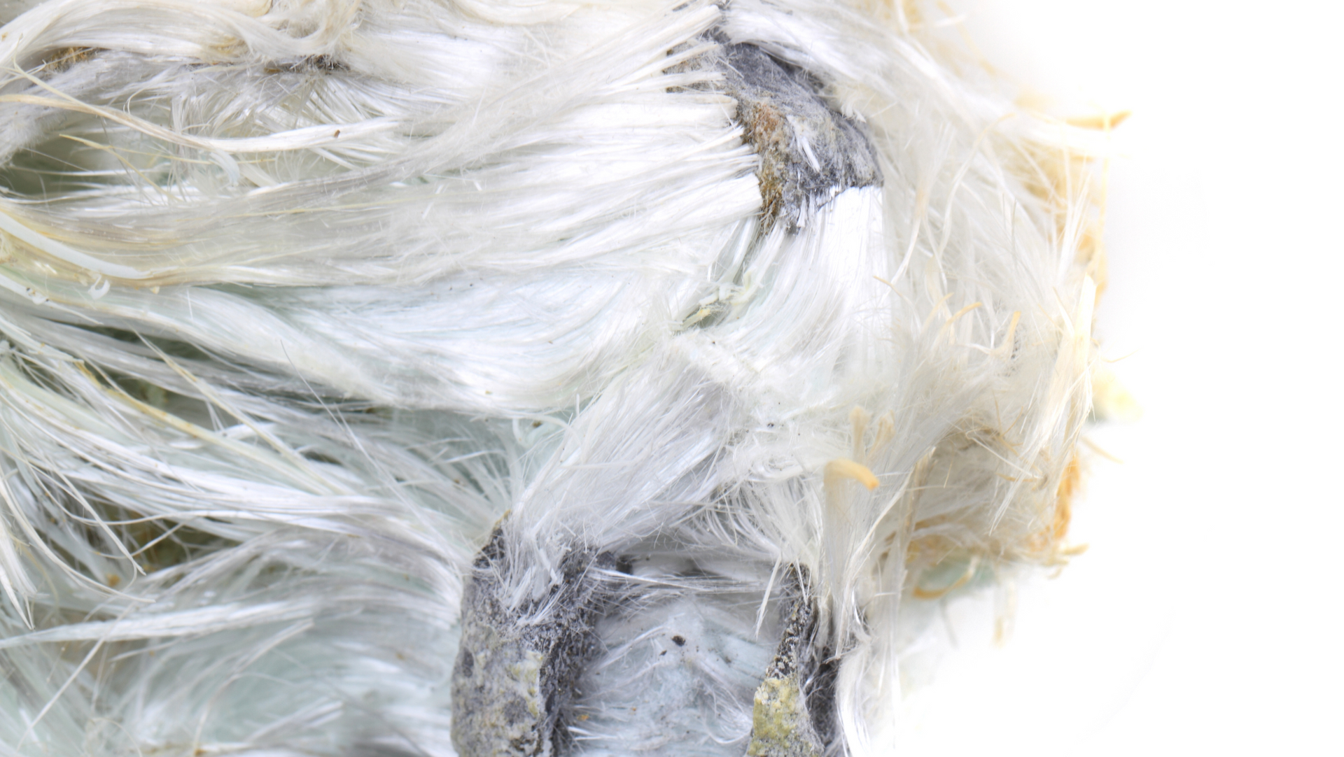 A closeup of asbestos fibers