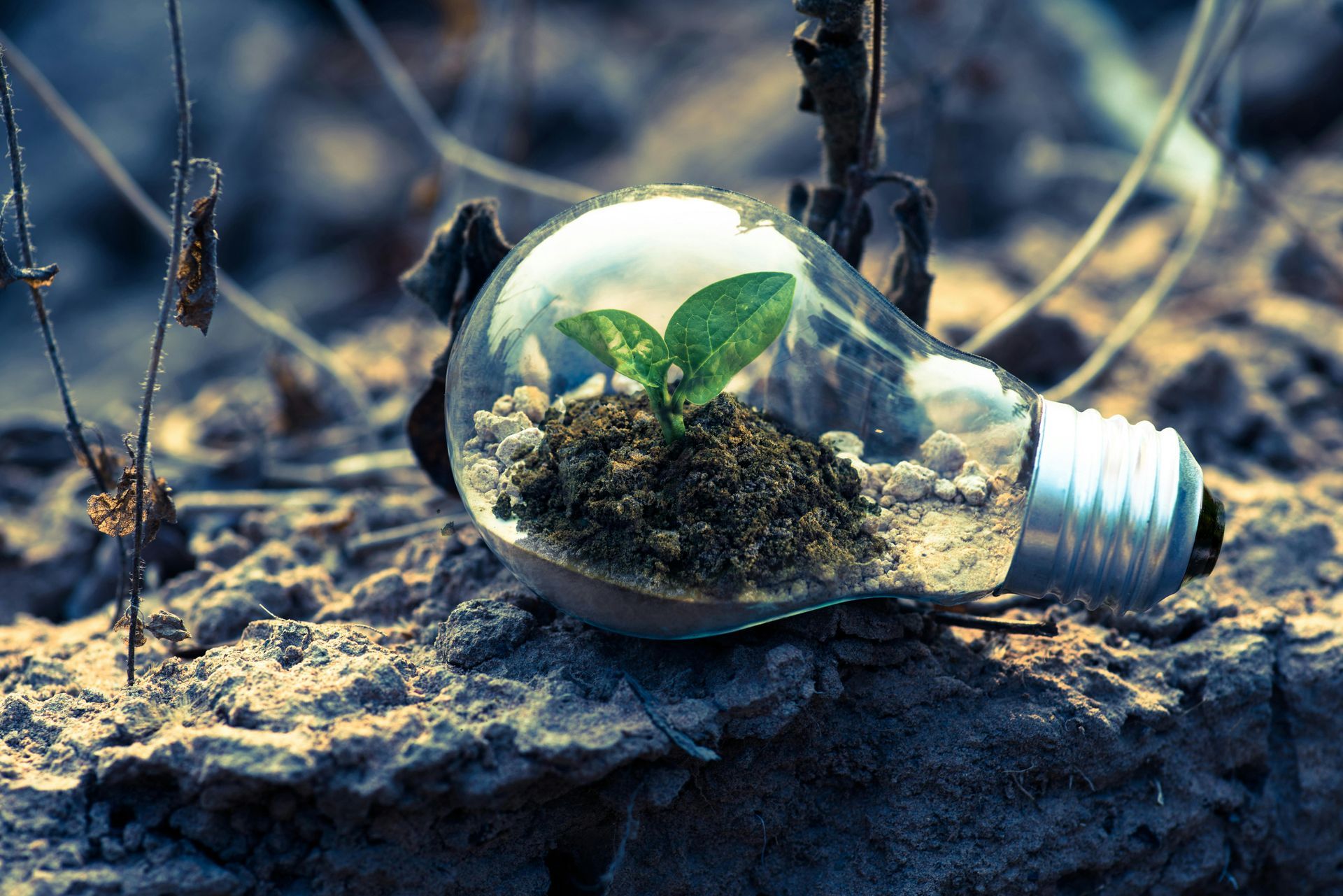 A light bulb with a plant growing out of it laying in rubble.