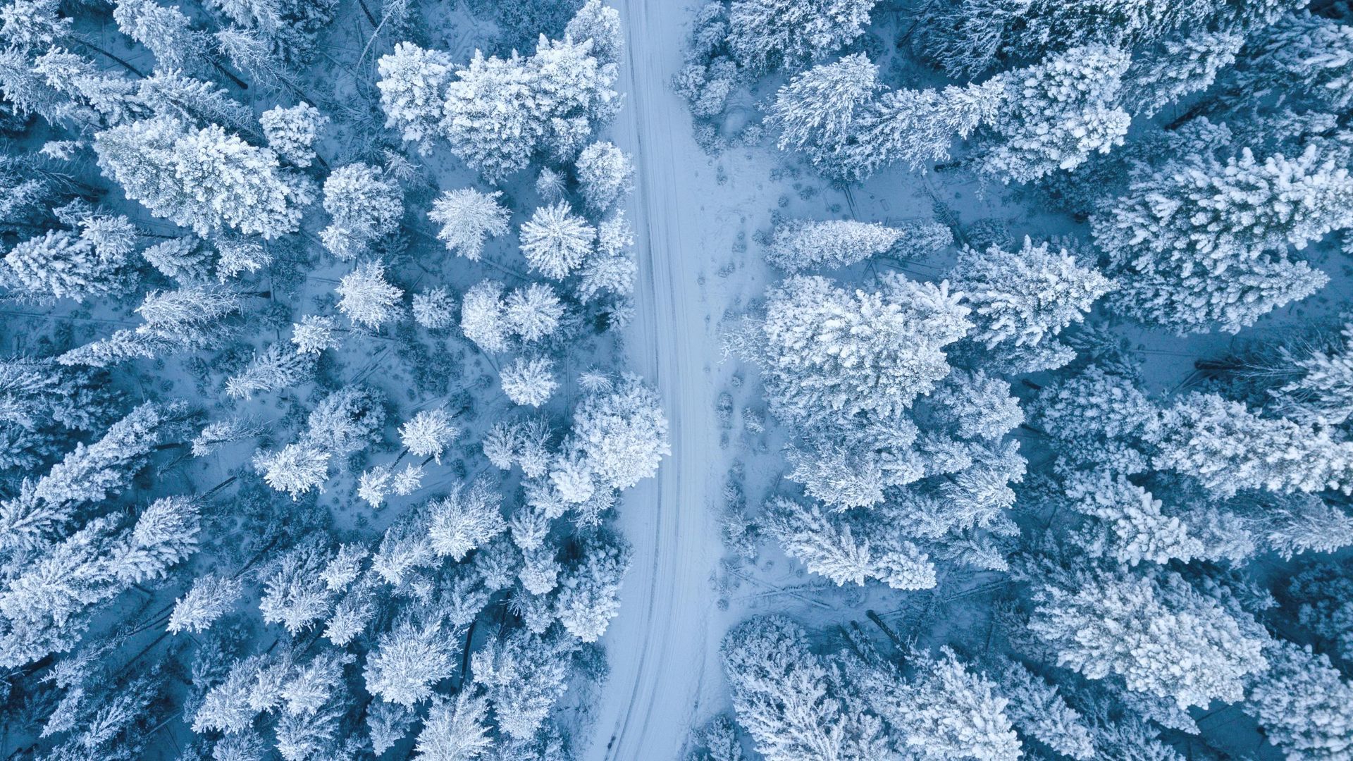 Aerial view of a snowy road winding through a forest of snow-covered evergreen trees. Blue and white tones.