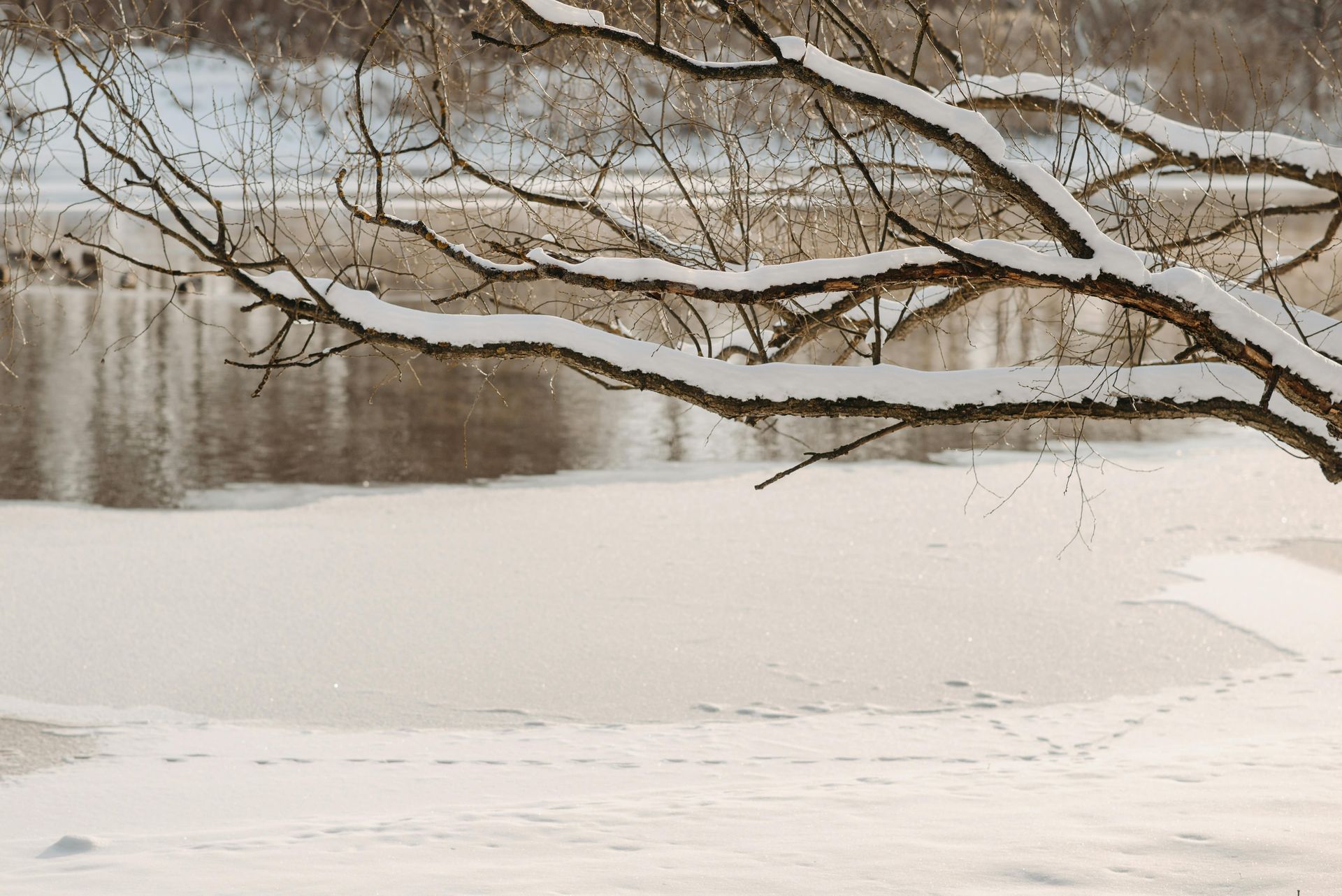 Snowy river scene with a branch overhead, snow-covered bank, and rippling water.