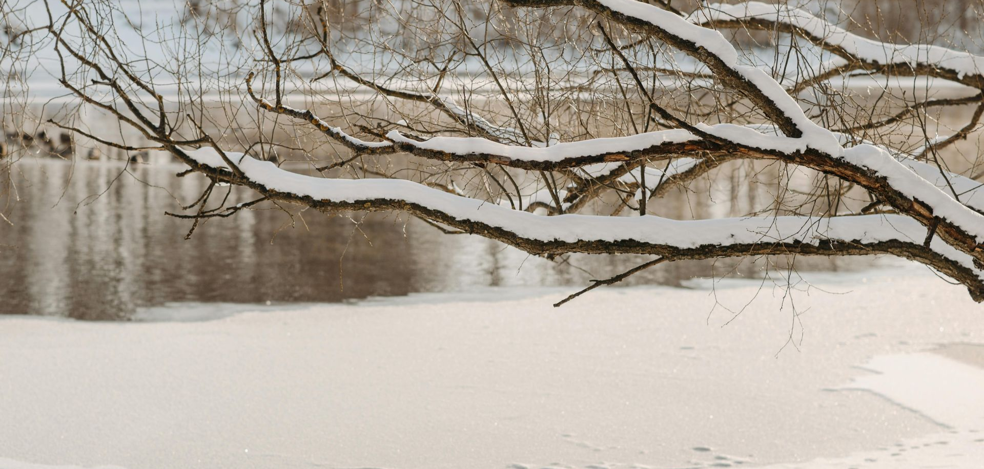 Snowy tree branch over a river, with snowy banks and a distant, snow-covered forest.