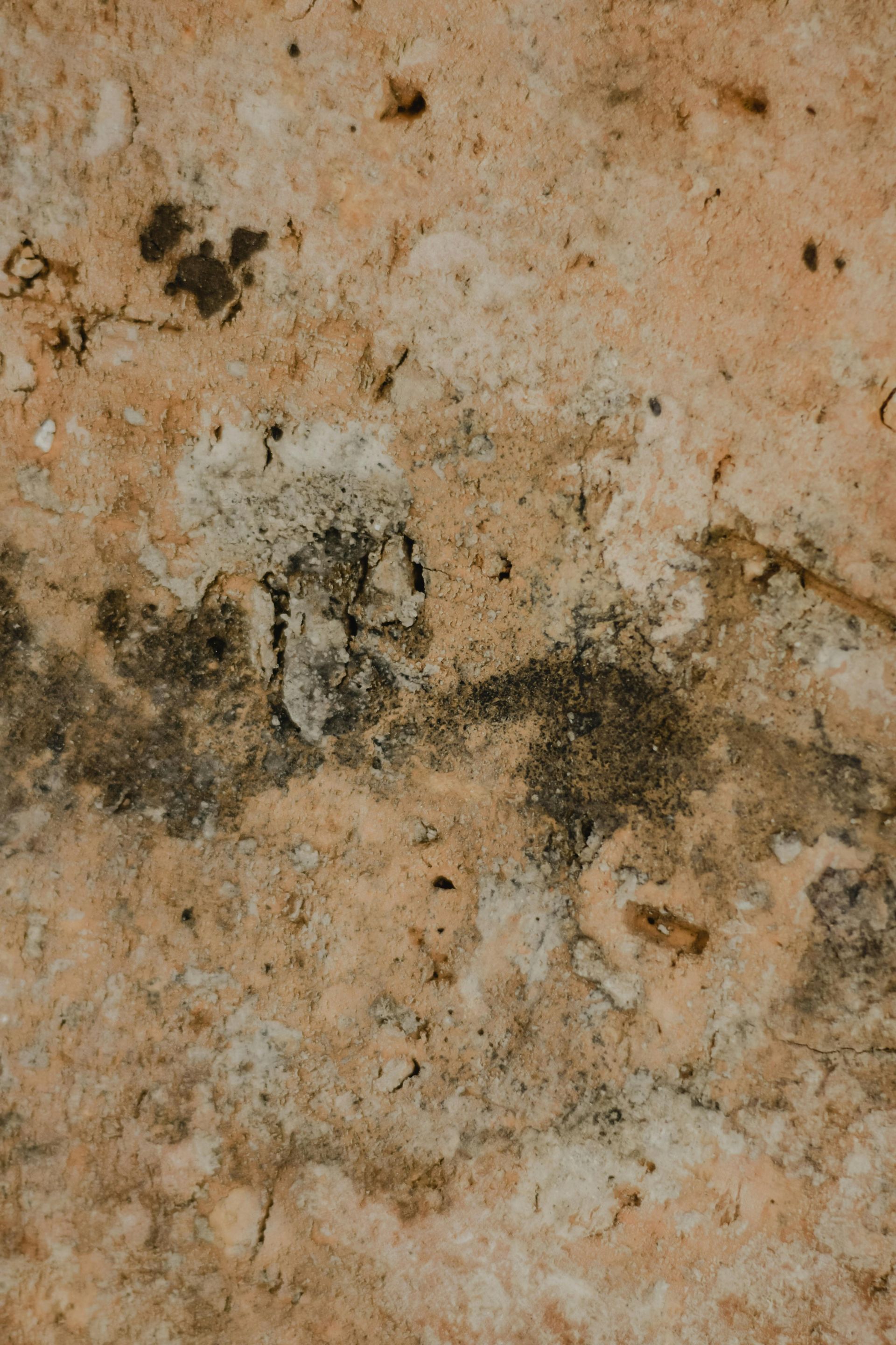 Textured, mottled surface with shades of tan, brown, and white; appears weathered or stained.