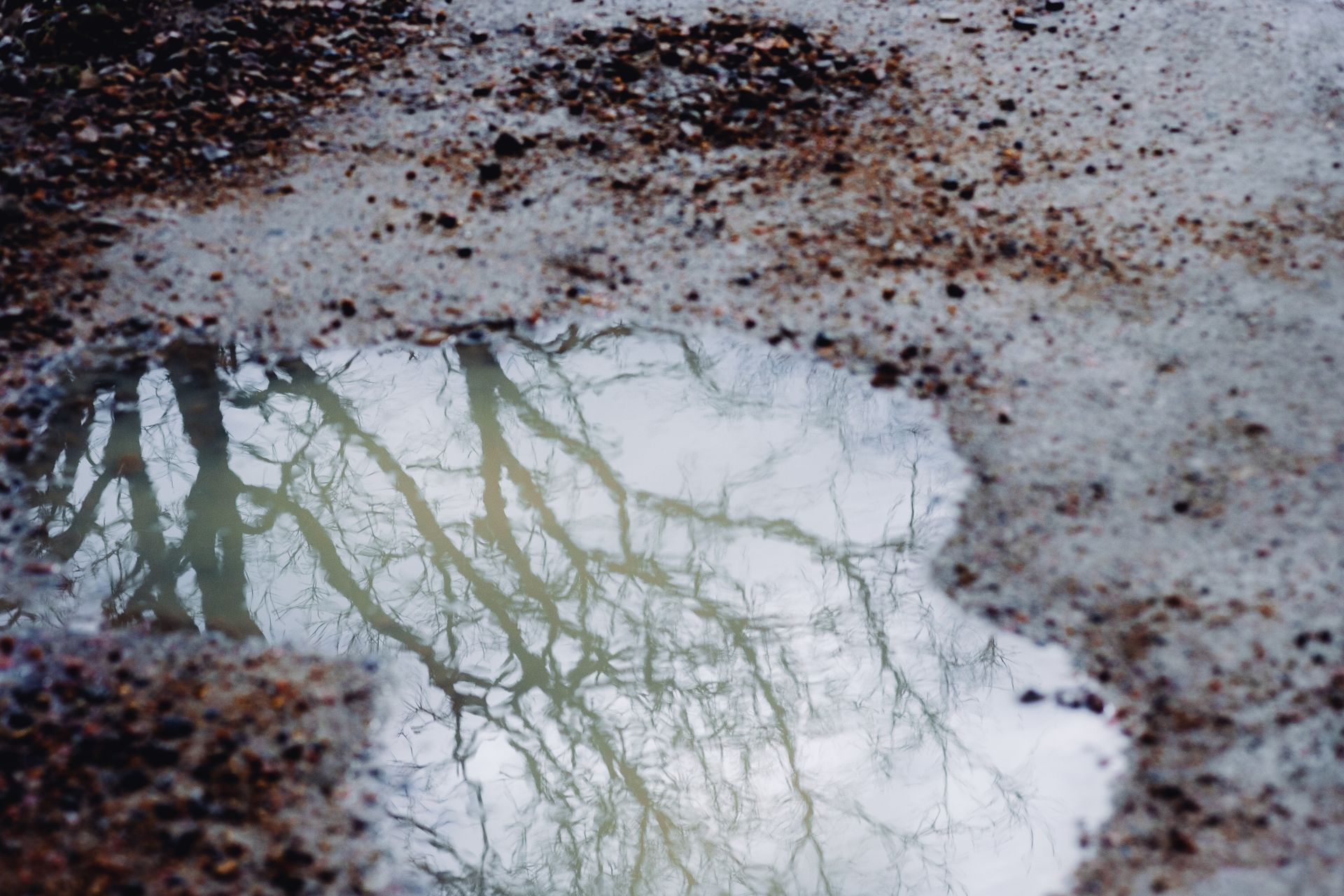Puddle reflecting bare tree branches and overcast sky; surrounded by melting snow and asphalt.