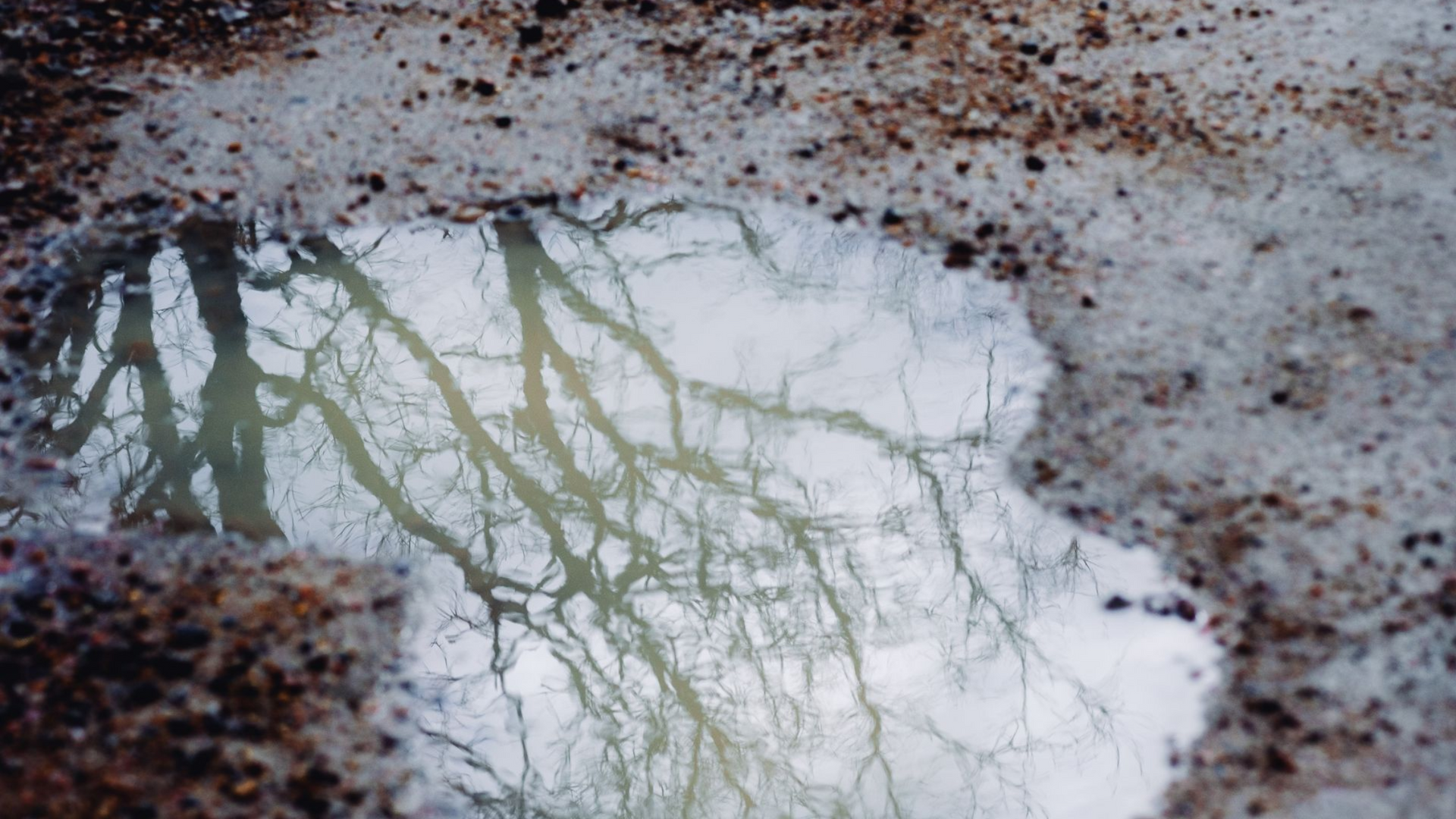 Reflection of bare tree branches in a puddle, surrounded by melting snow and gravel.