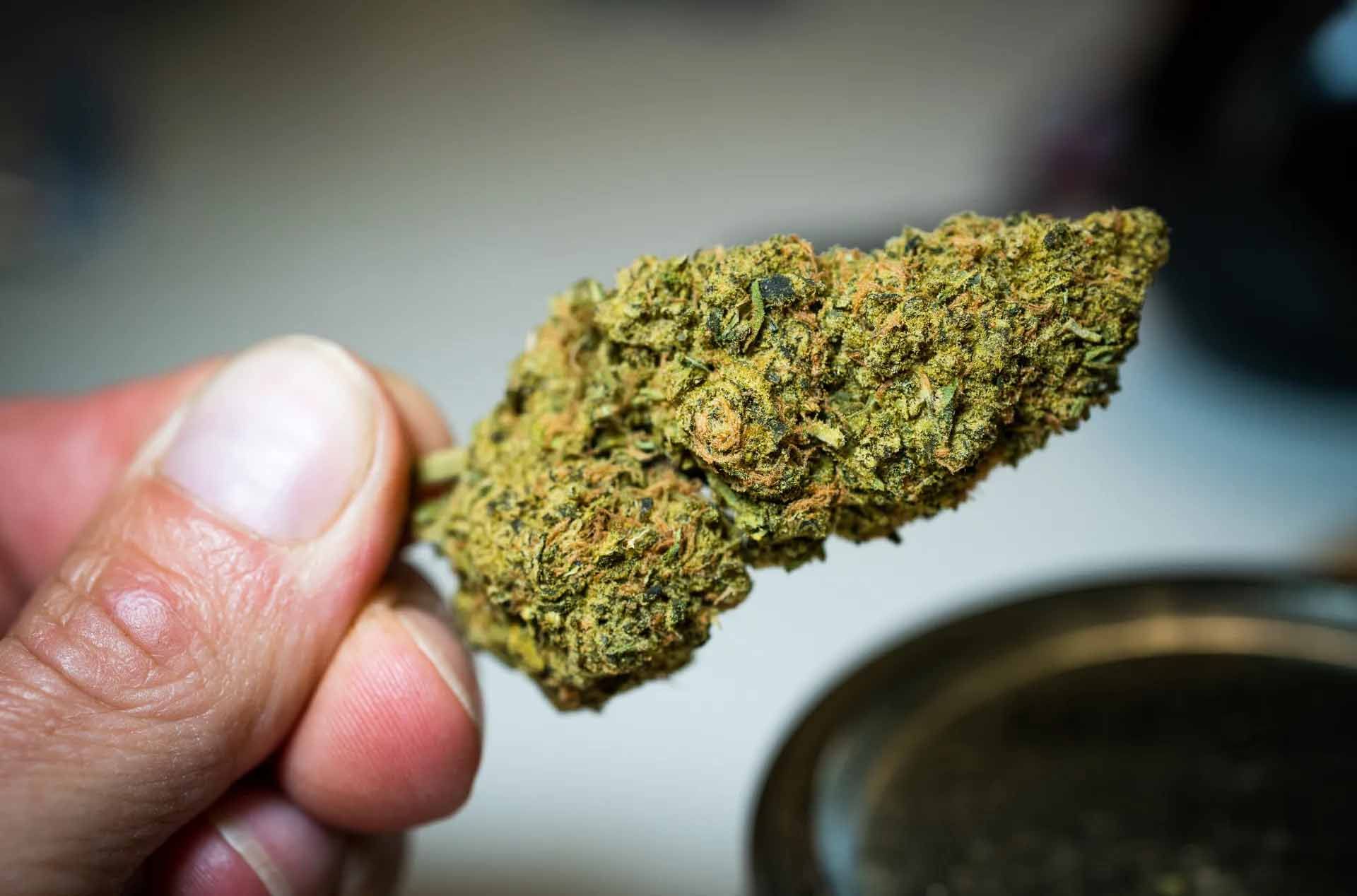 Photo of a cannabis flower bud