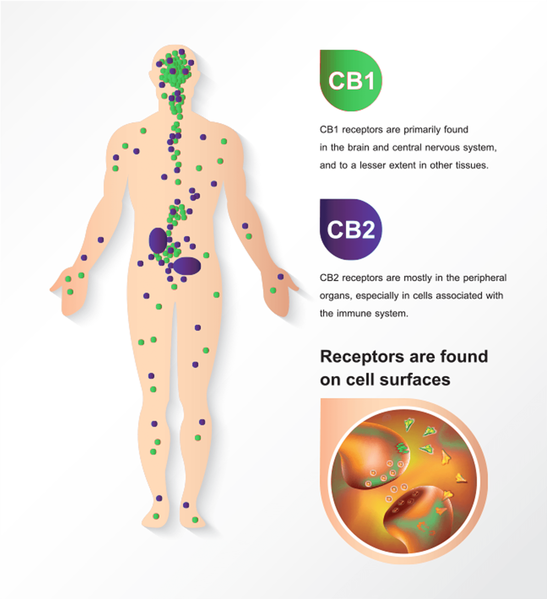 Cb1 and cb2 receptors are found on cell surfaces