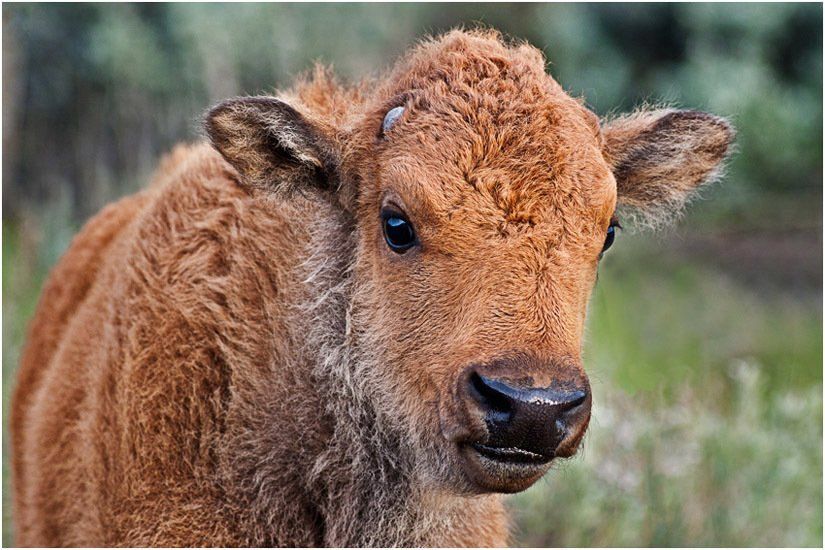 A close up of a baby bison looking at the camera.