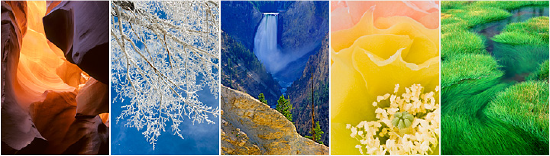 Canyon, Frosted tree, waterfall, yellow flower and grass