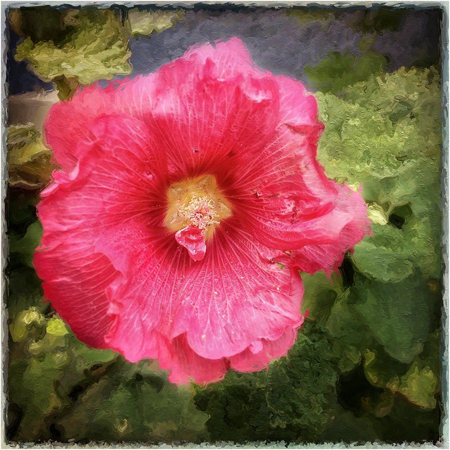 A close up of a pink flower with a yellow center