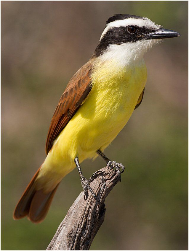 A small yellow and brown bird perched on a branch