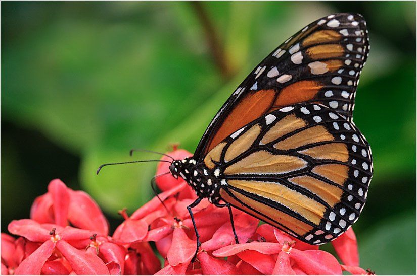 A monarch butterfly is perched on a red flower