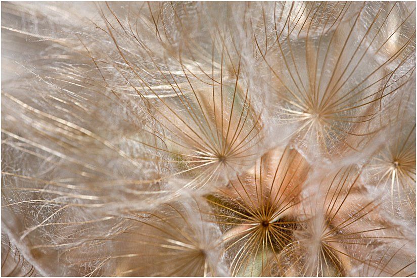 A close up of a dandelion with seeds coming out of it.