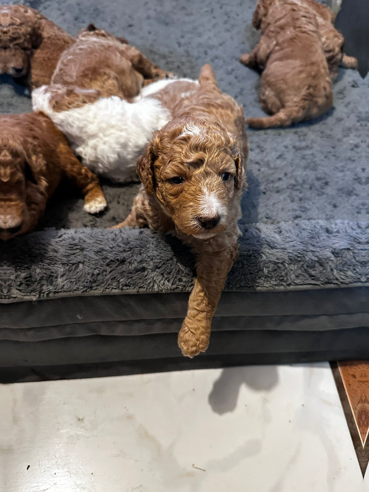 Several reddish-brown puppies resting on a gray dog bed; one puppy looks toward the viewer.