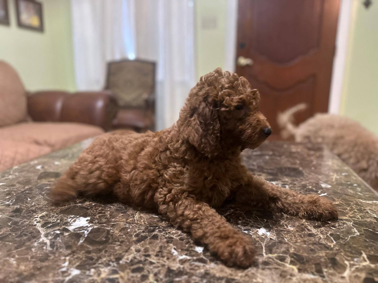 Brown poodle laying on a marbled surface; a second poodle is partially visible in the background.