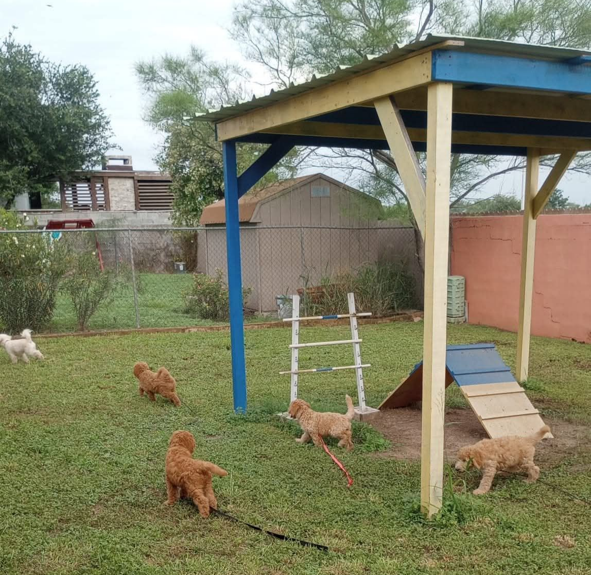Golden doodle puppy being examined by a vet wearing blue gloves and a white coat. Golden doodle puppy being examined by a vet wearing blue gloves and a white coat.