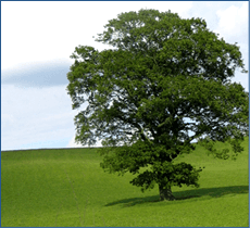 Tree survey - Crewe, Cheshire - Design Construction Management Services Ltd