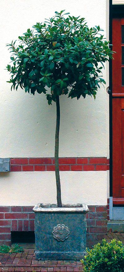 stone garden statue tudor rose urn