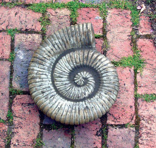 stone garden statue large ammonite shell