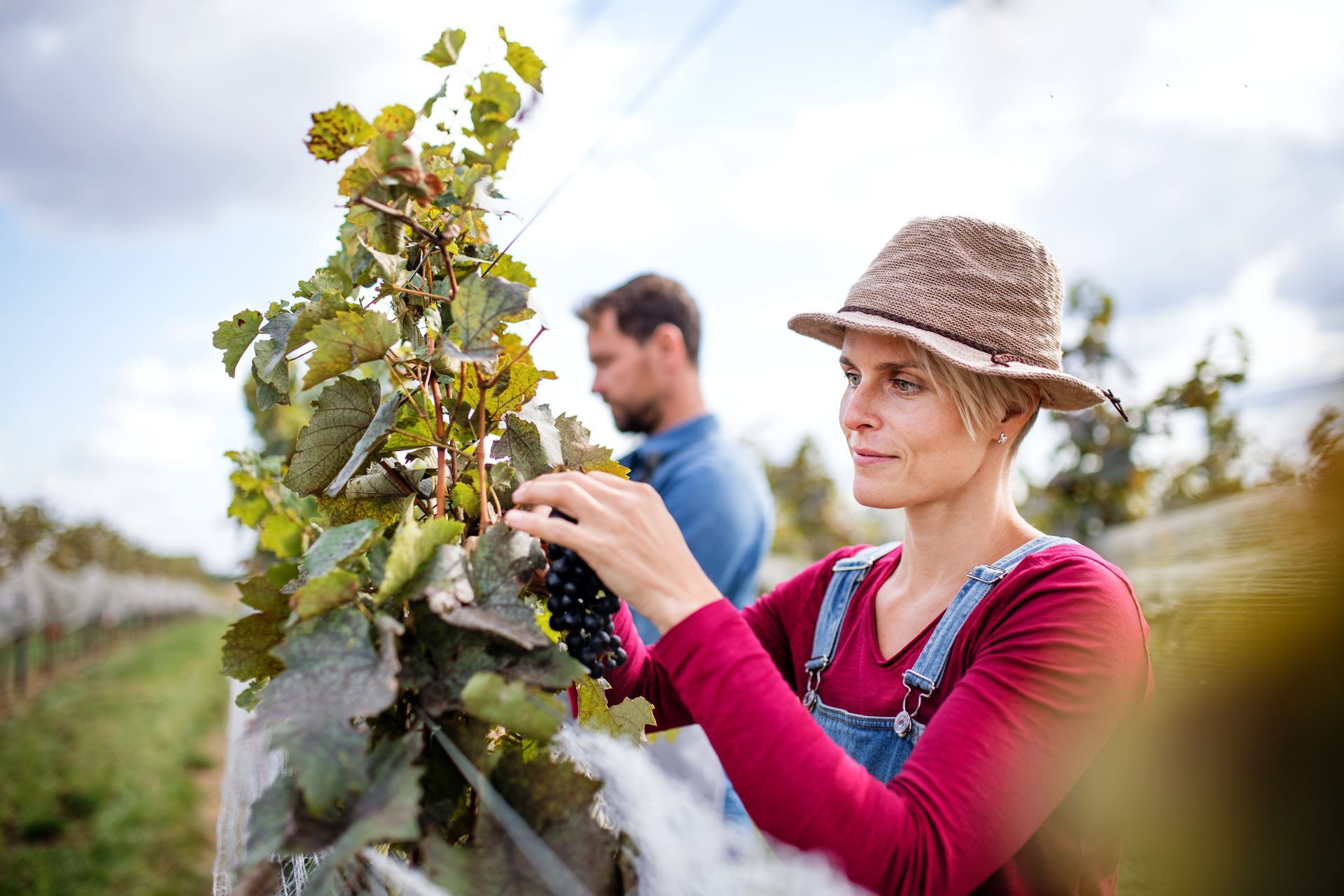 Woman harvesting grapes in vineyard, wearing a hat and overalls, with another person blurred in the background.