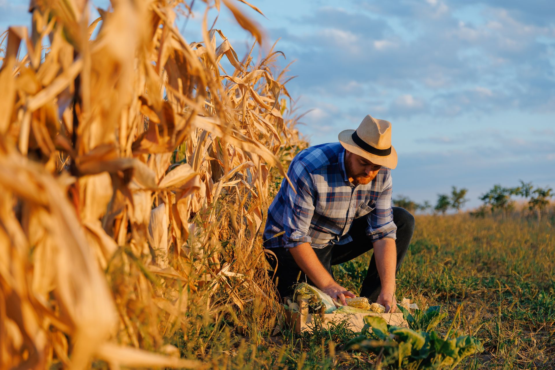Man in a plaid shirt and hat harvesting vegetables in a field near corn stalks.