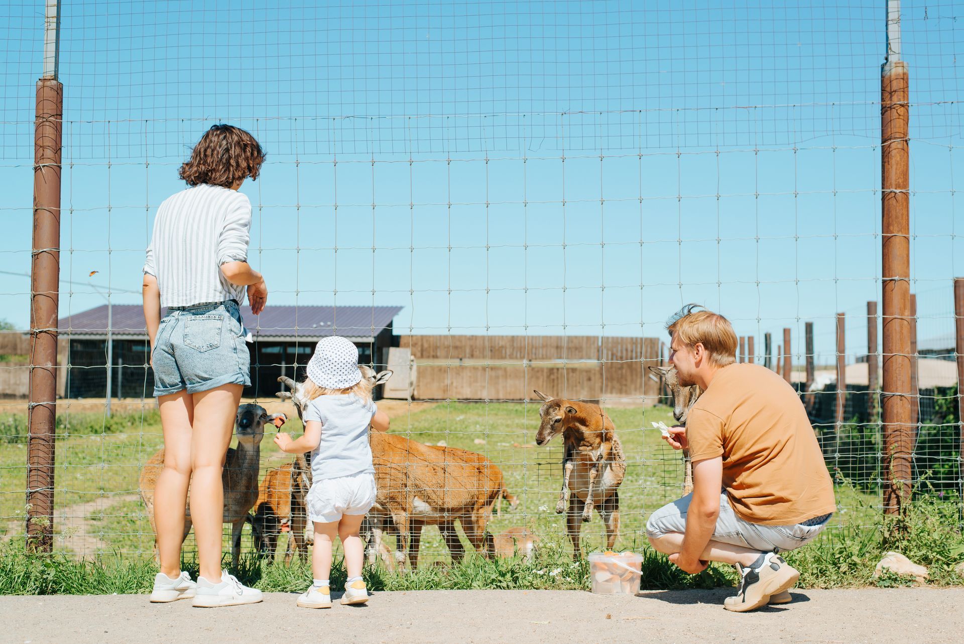 Family feeding goats at a farm. Adult and child in front of the fence.