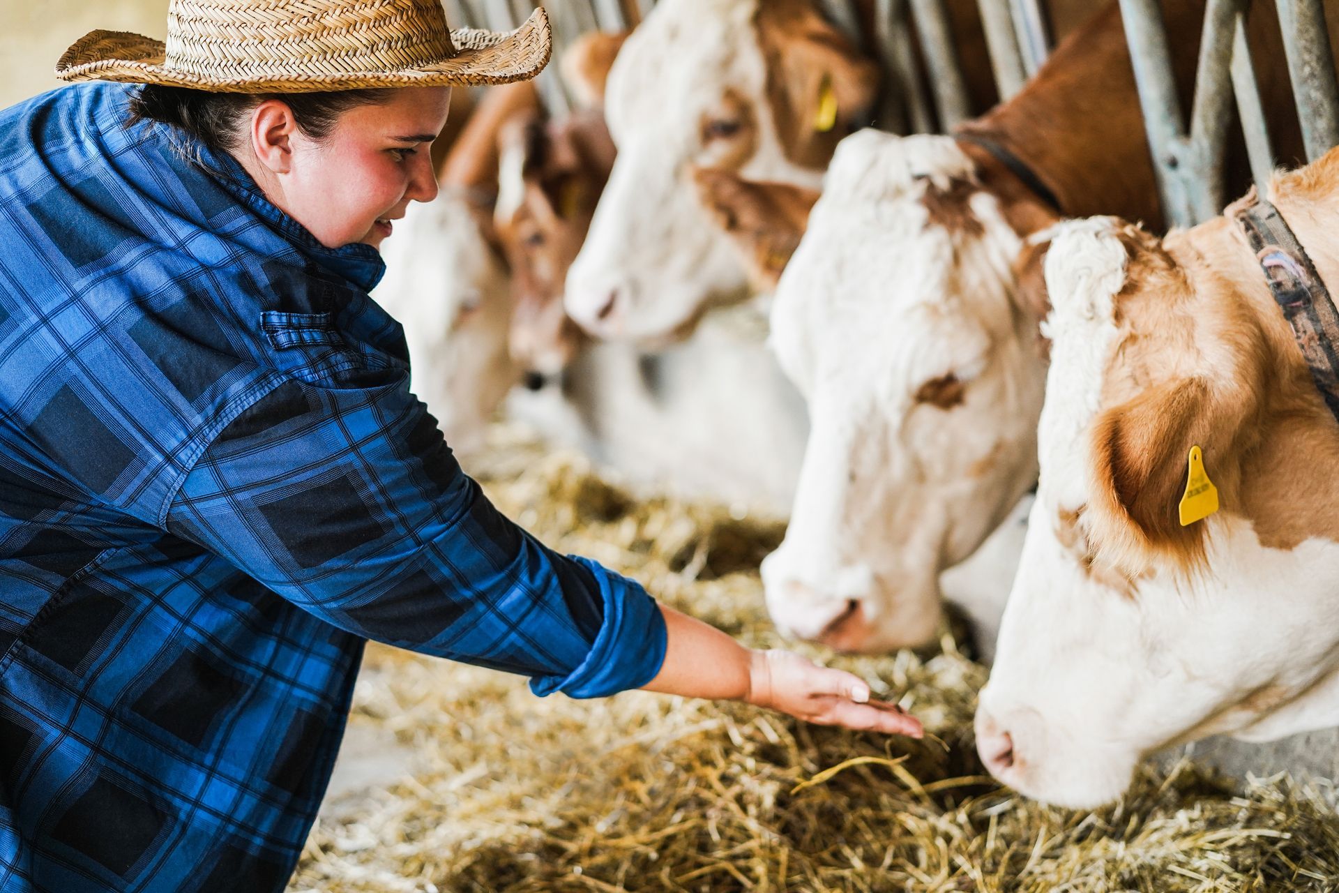 Woman in plaid shirt and straw hat feeds hay to cows in a barn.