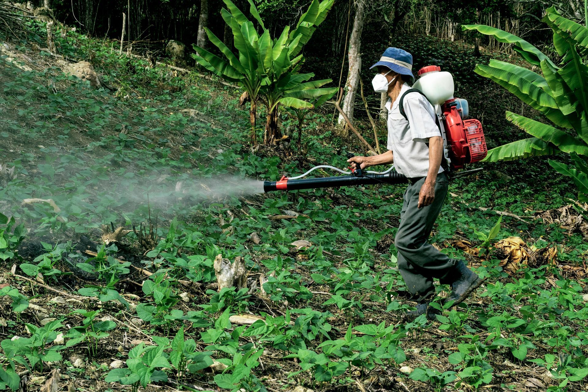 Person spraying pesticide in a lush green field with a backpack sprayer